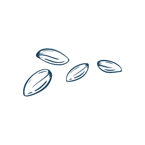Seed